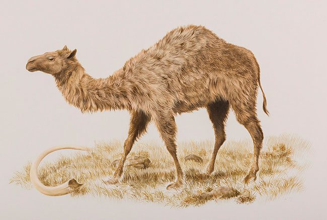 camelops.jpg