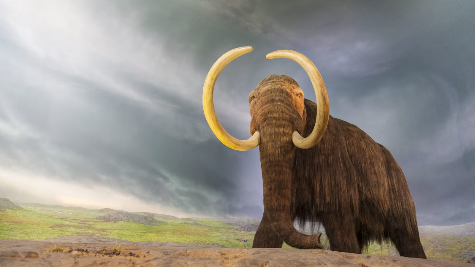 Woolly Mammoth